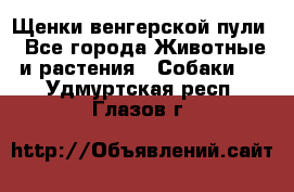 Щенки венгерской пули - Все города Животные и растения » Собаки   . Удмуртская респ.,Глазов г.